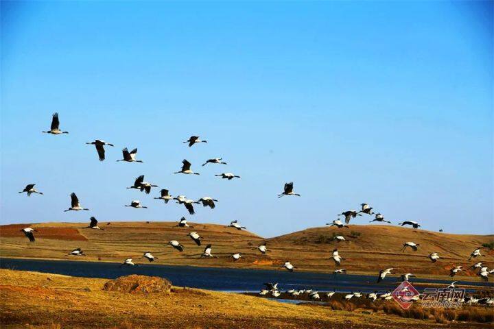 昆明最美的秋天,别眨眼带你看花海