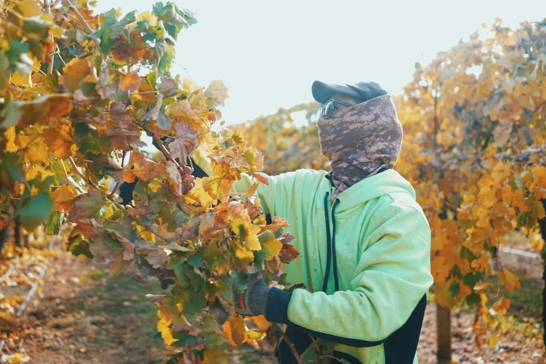 在澳洲摘葡萄的女孩,22岁女生澳洲打工度假