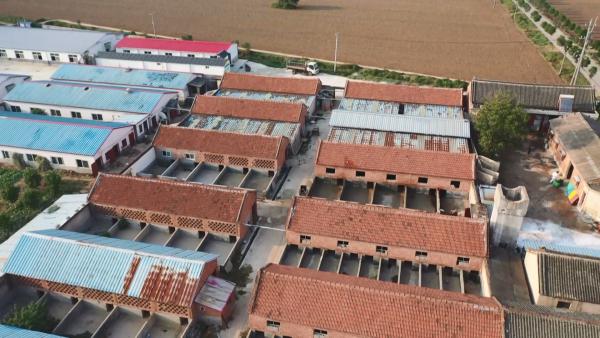 鲁山：退役养“金猪”带领乡亲奔上致富路