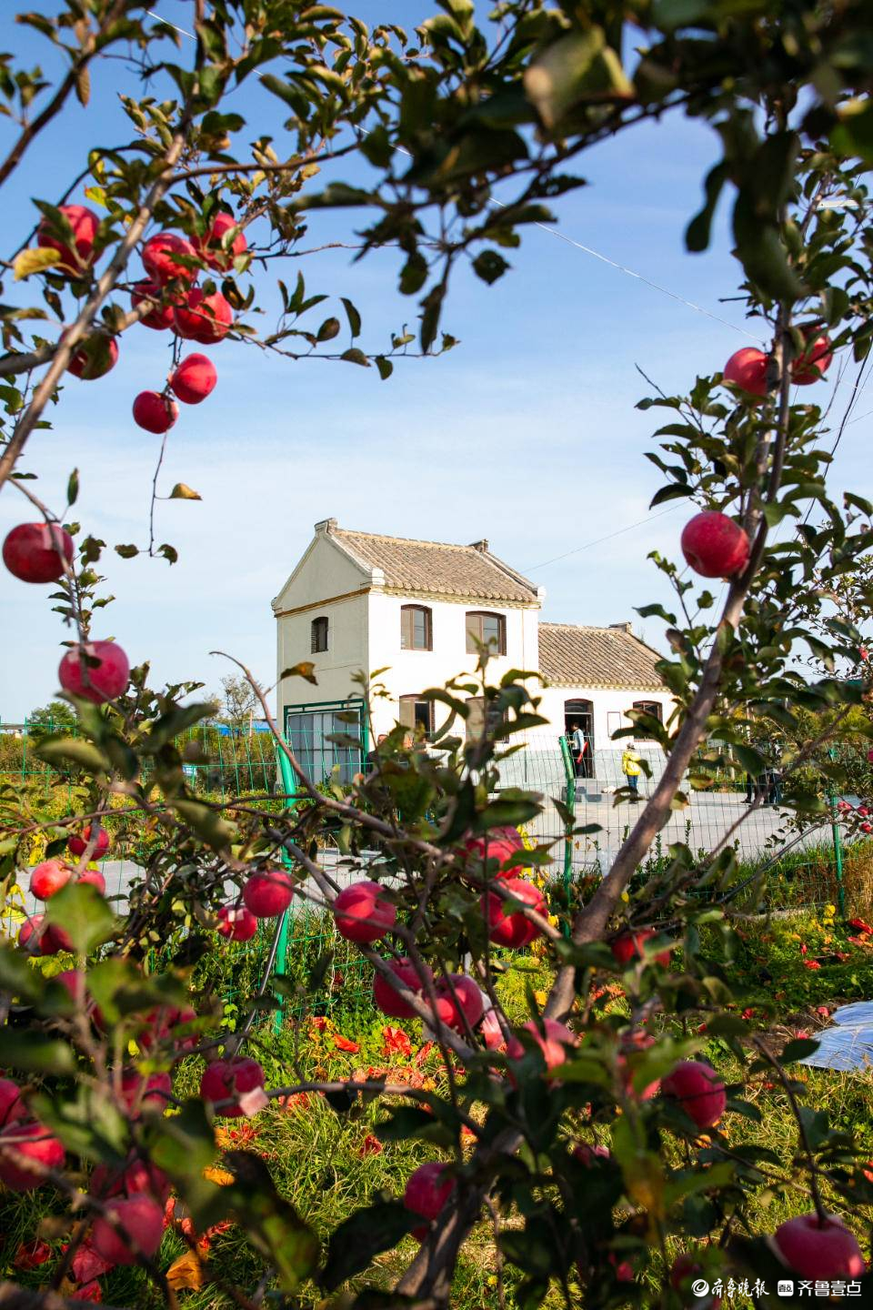 邂逅北纬37度仙果,邂逅北纬39度