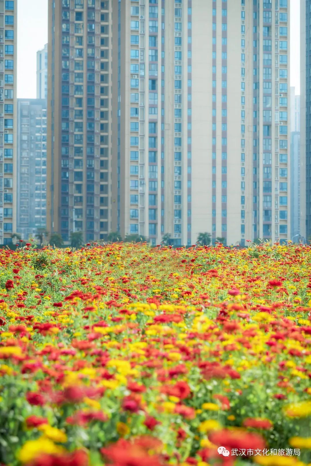 一片花海怎么拍,怎么拍一片花海