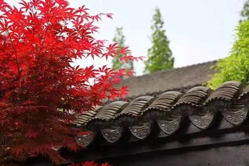 上海赏枫最佳去处,上海本地赏枫最佳地方