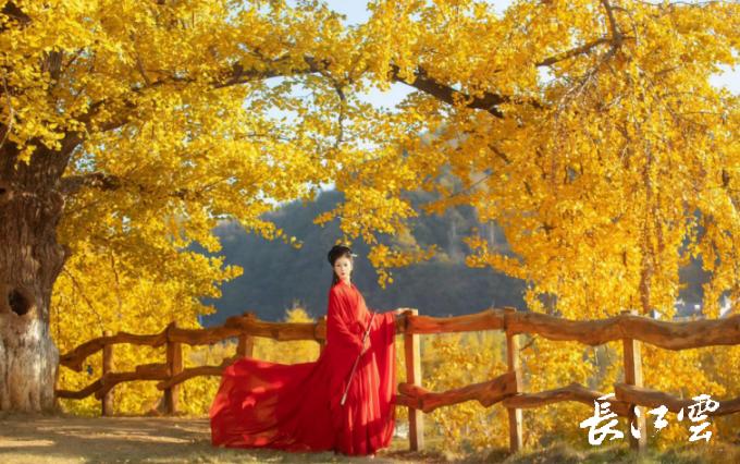 随州千年银杏谷11月能观赏吗,2018随州银杏谷观赏时间