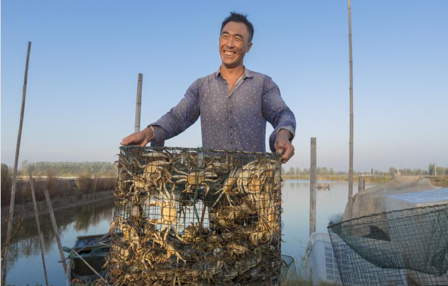 微山湖大闸蟹养殖方法视频,阳澄湖大闸蟹亩产量一般多少斤