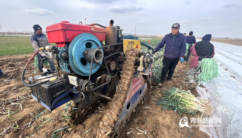 爱心助农梨滞销,爱心助农蔬菜滞销