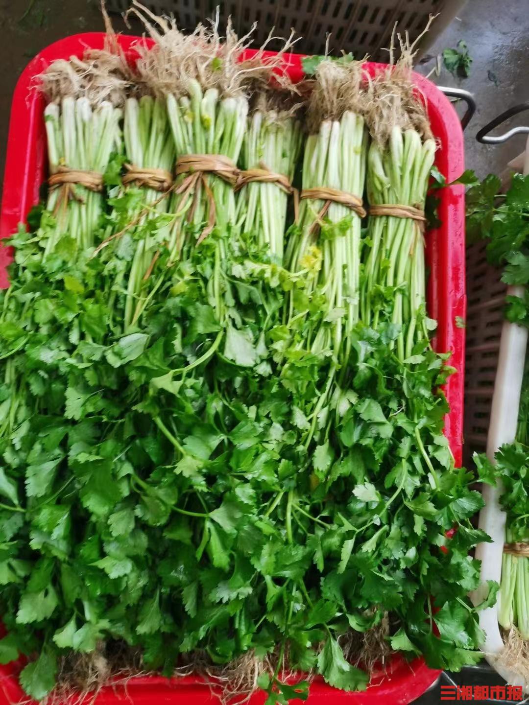 1000万蔬菜滞销后续,蔬菜滞销后续报道