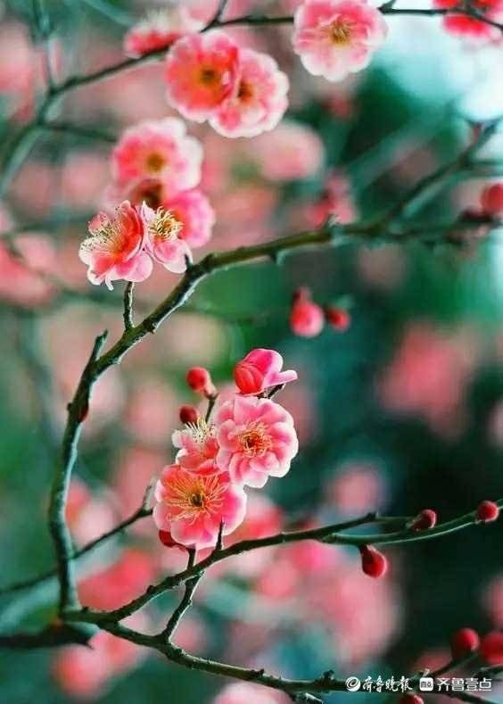 梅花香自苦寒来宝剑锋从磨砺出,梅花香自苦寒来