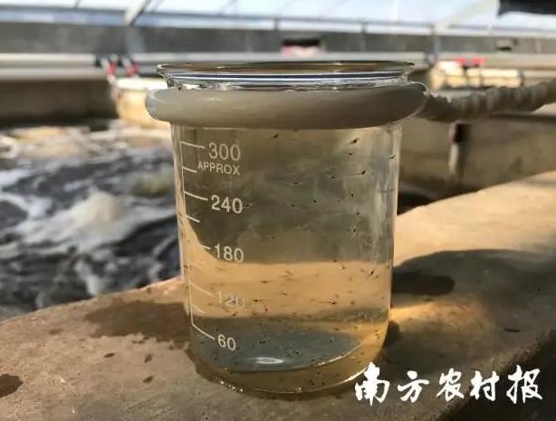 中国对虾养殖新技术研发成果,对虾养殖业必由之路