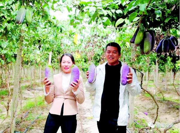 桂林这种山间野果如何变金果,广西桂林野果桃金娘