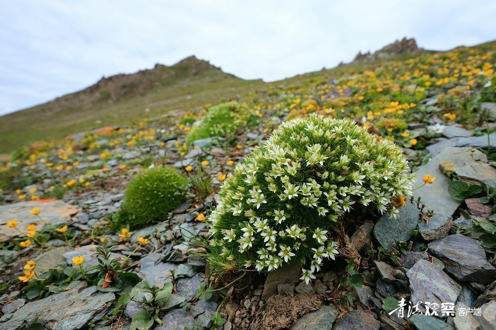 高原上的各种花真是太美了 (高原上的各种美丽花)