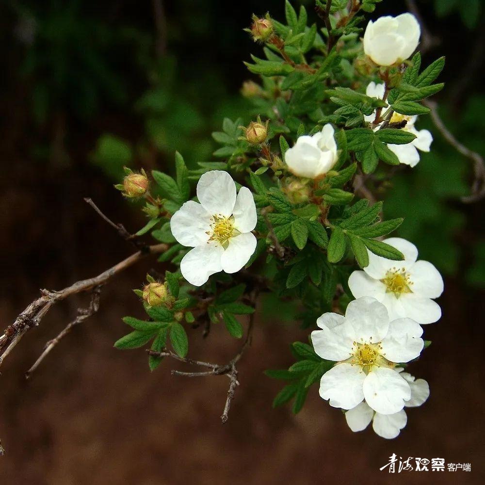 高原上的各种花真是太美了 (高原上的各种美丽花)