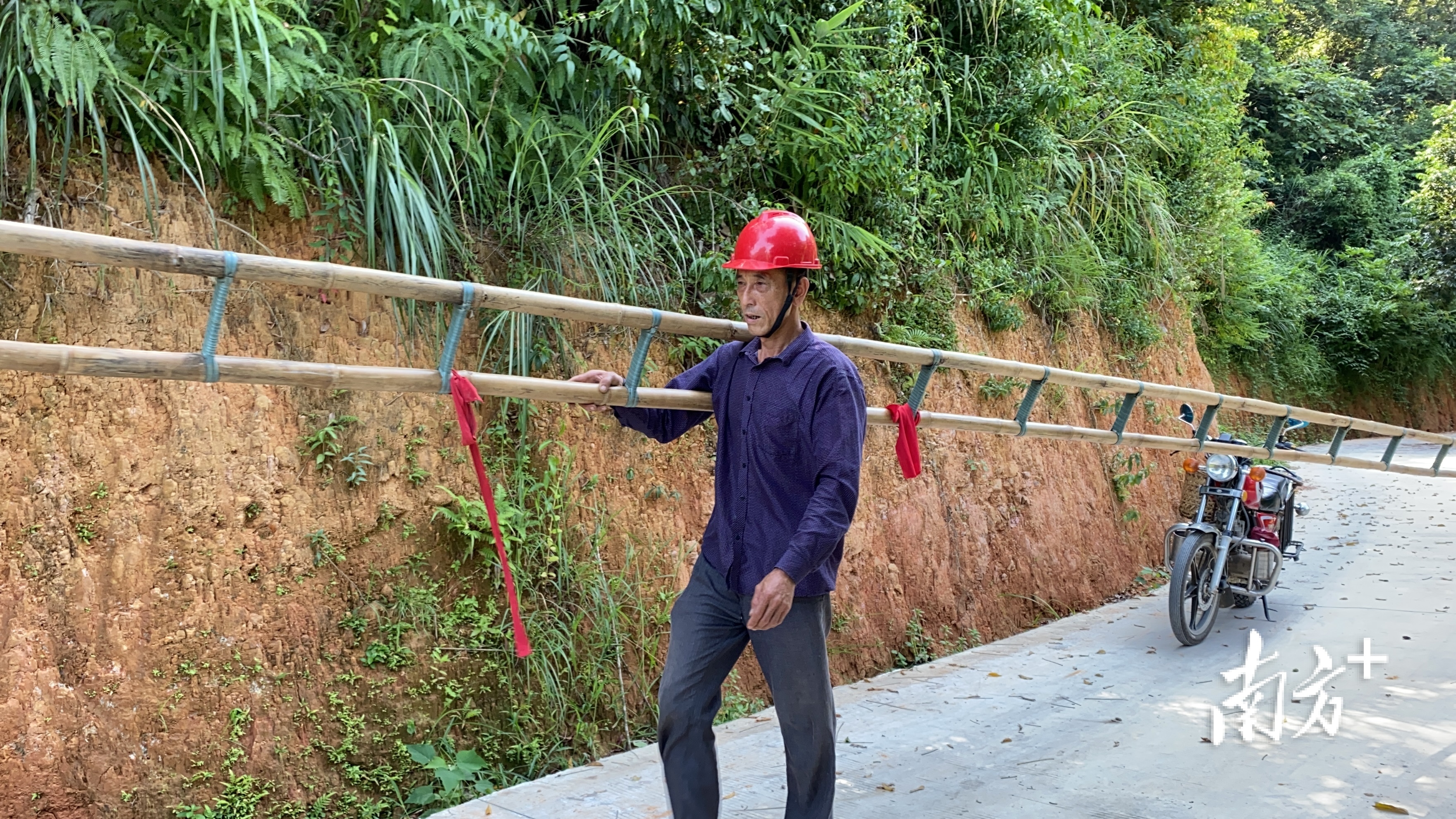 橄榄树怎么采摘,野生橄榄树怎么摘