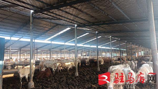 养殖上万头牛的大户,农村养殖100多头牛