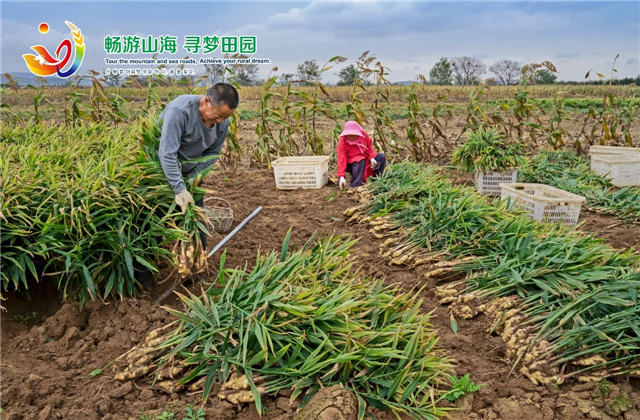 威海“姜”山如此多娇，引无数英雄竞折腰