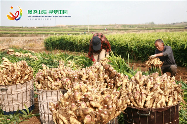 威海“姜”山如此多娇，引无数英雄竞折腰