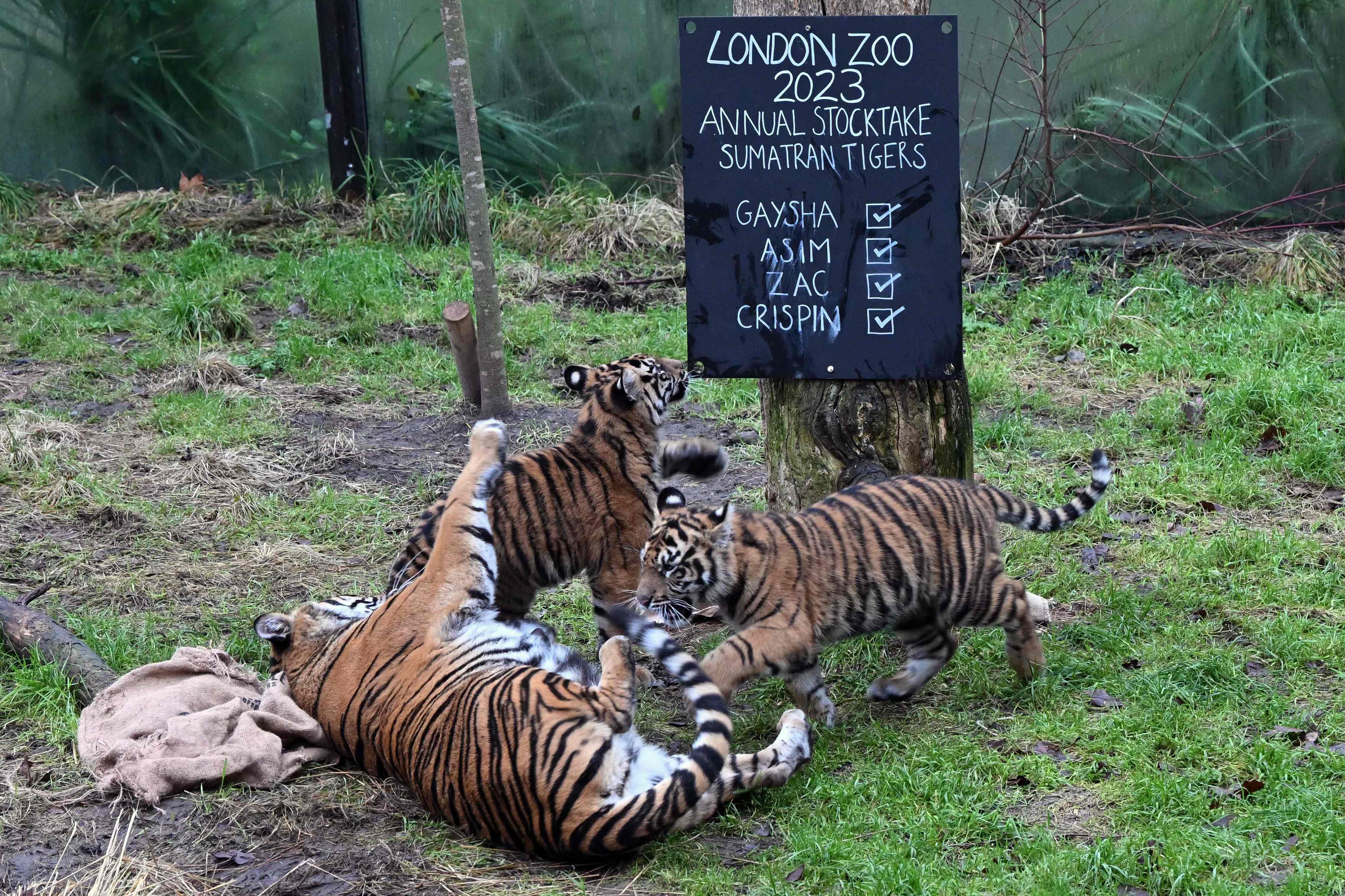 伦敦动物园动物大盘点,欧洲伦敦动物园