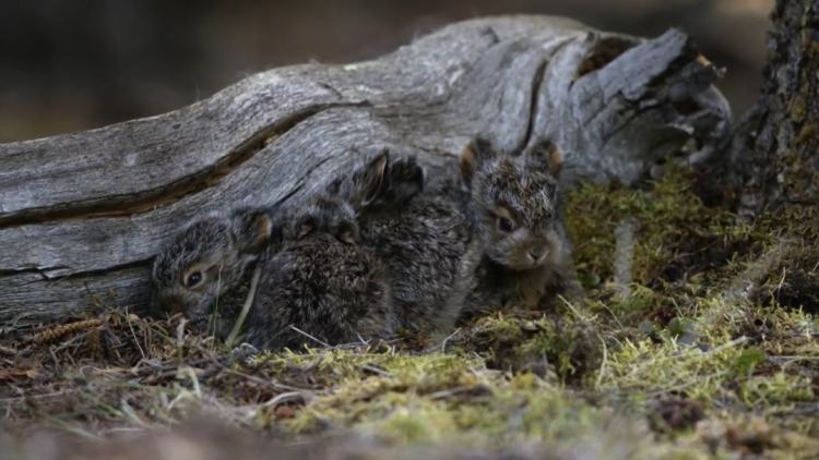 为什么今年的兔是本命兔,生肖兔怎么区分是什么兔