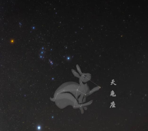 兔年有什么兔子,兔年遇见野兔预兆