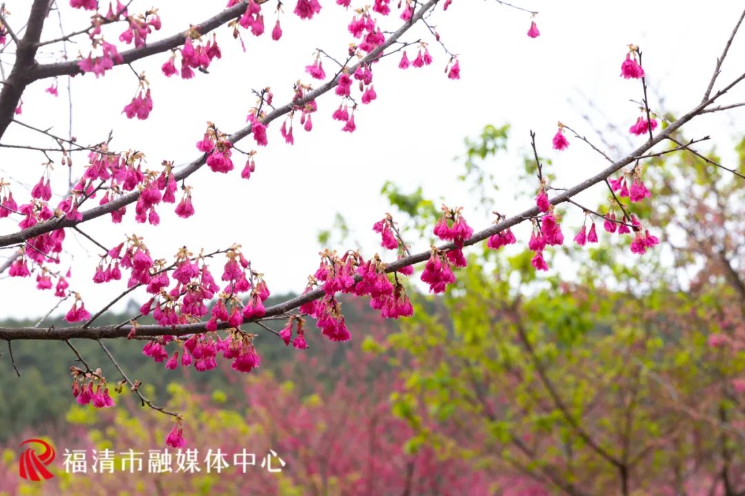 福清看樱花的地方,福清樱花圣地