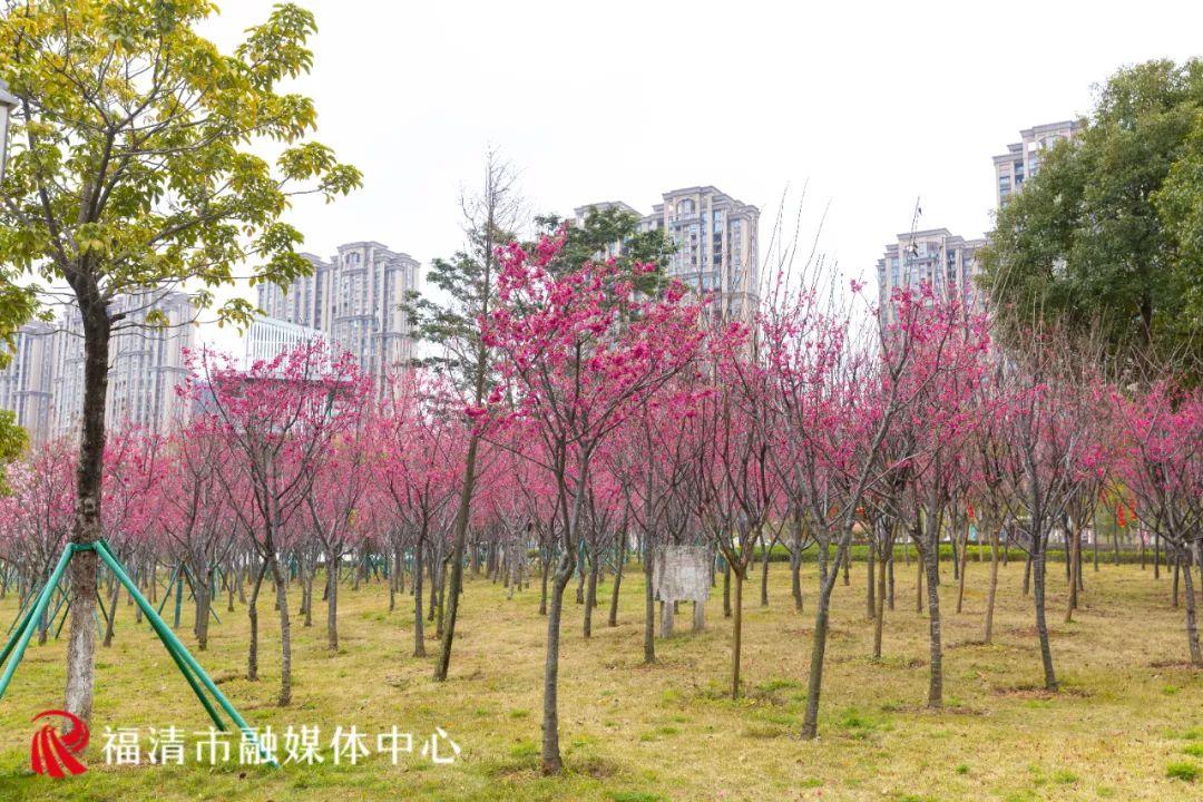 福清赏樱花,福清粉色樱花