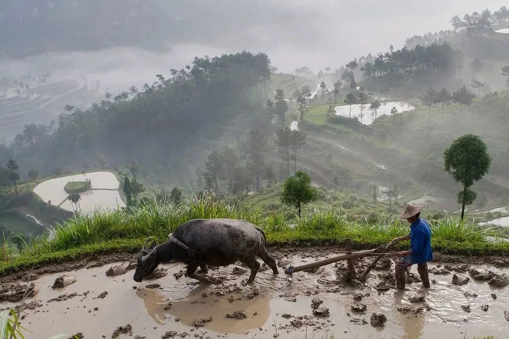 二十四节气歌立春小寒大寒,二十四节气歌立春梅花开