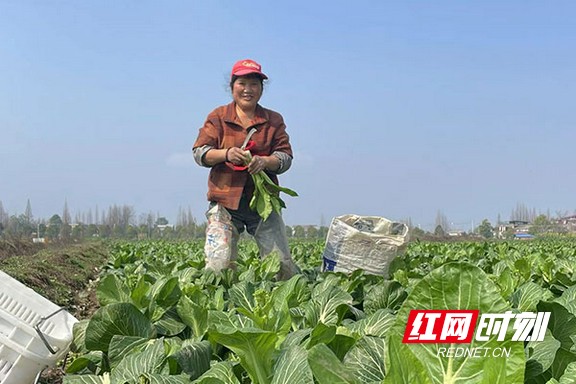 三台县青菜丰收助力农民增收,南县芥菜丰收