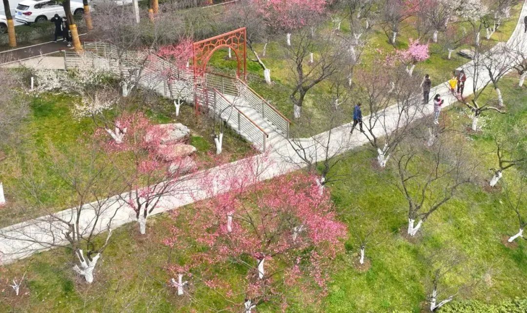 合肥最美赏梅地,合肥春季周边自驾一日游最佳路线