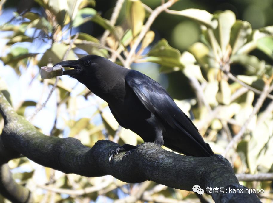 为什么新加坡乌鸦特别多,新加坡的乌鸦怎么这么大