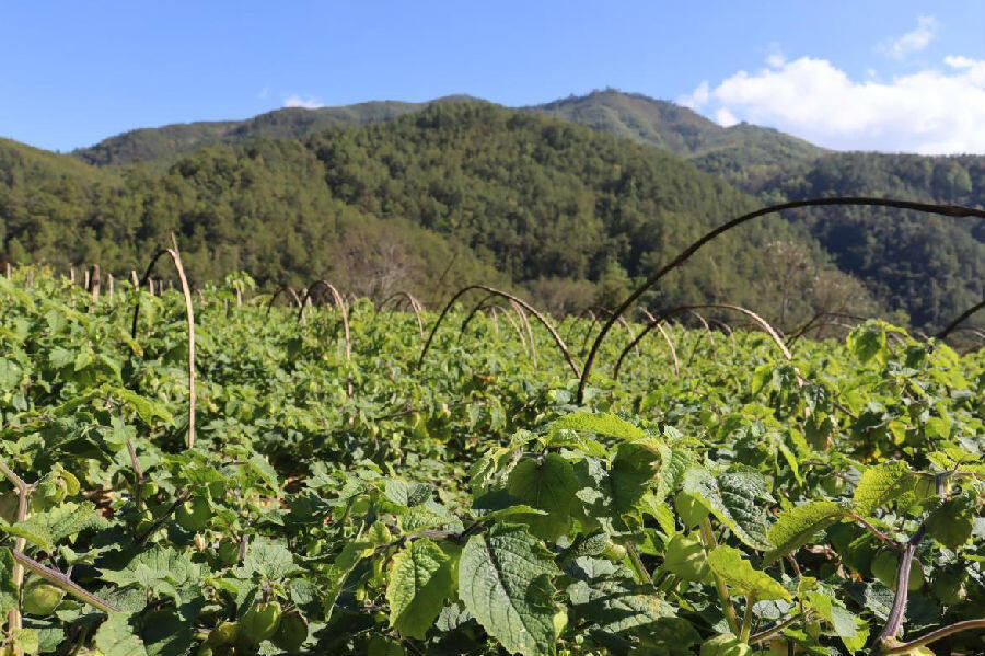 深山农产品致富项目,深山种植致富的路子