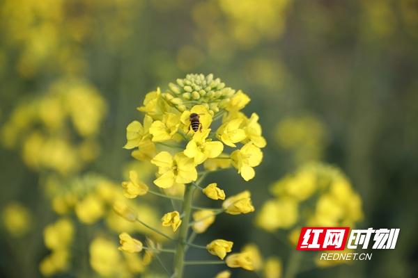 新田油菜花开扮靓乡村春景,油菜花开蜜蜂采蜜