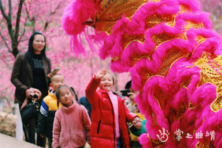 曲靖马龙樱花节，美景美食等你来
