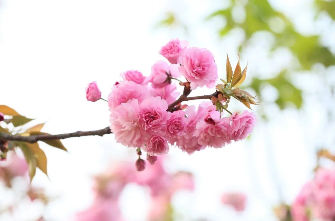 春季赏樱指南,赏樱技巧