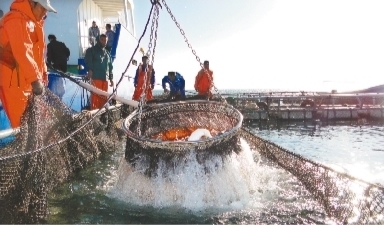 向海图强做优做强做大海洋经济,大连海洋强市建设新篇章