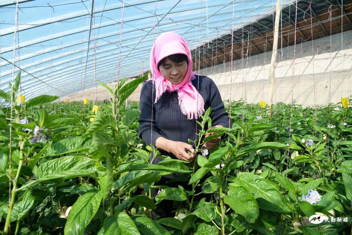 民勤县薛百镇:端稳“致富碗”吃上“产业饭”