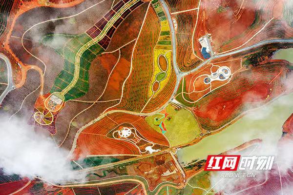 茶乡花海：十三乡融出一个村花海里同唱一首歌