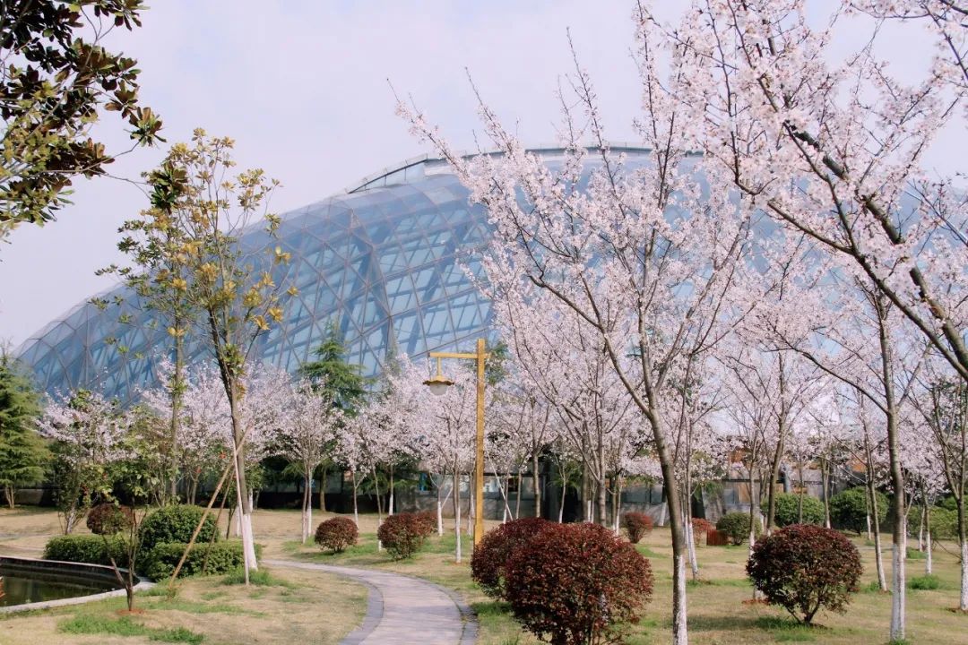 荆州赏樱,中国十大赏樱胜地最值得去的