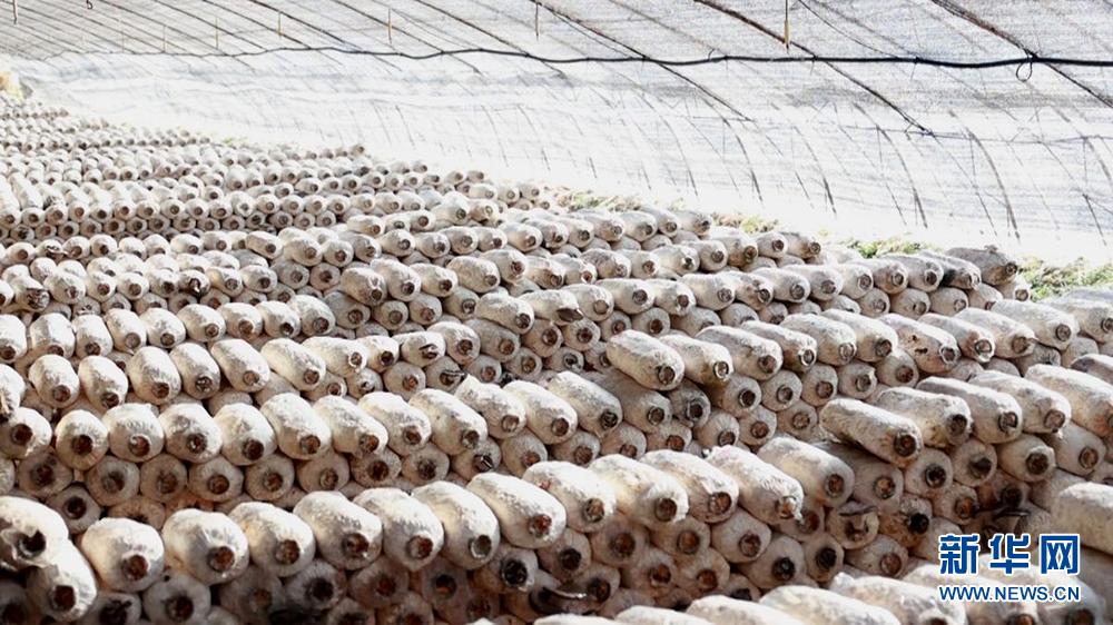 莱阳小菌菇撑起乡村振兴致富伞,正阳县小平菇撑起乡村振兴致富伞