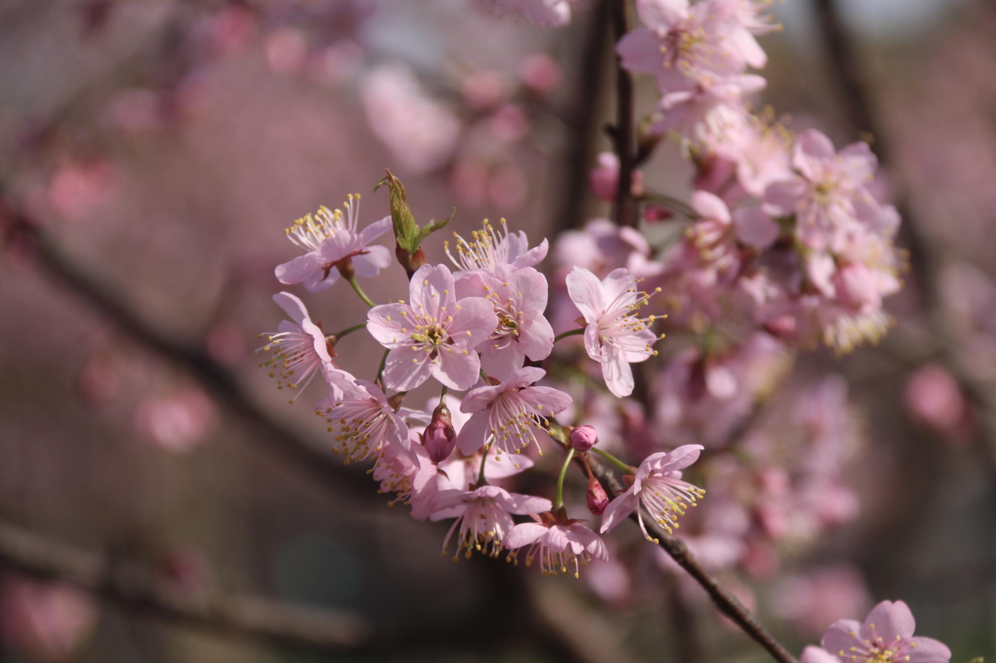 “楚”字头樱花品种再上新！武汉国樱“八楚争妍”