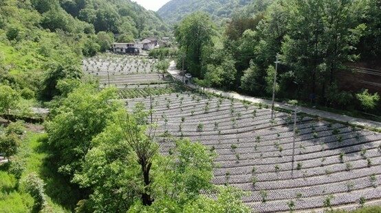 金融活水注入经济沃土,引导金融活水绿色发展