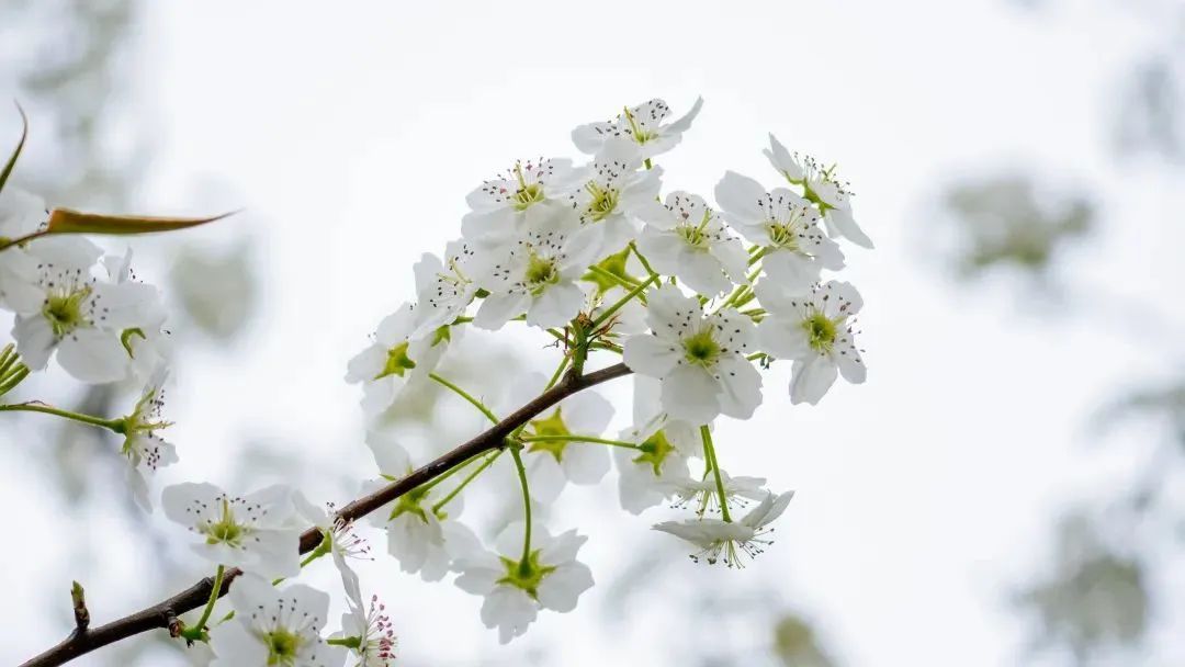 春日赏花先识花，识花先看这一篇~