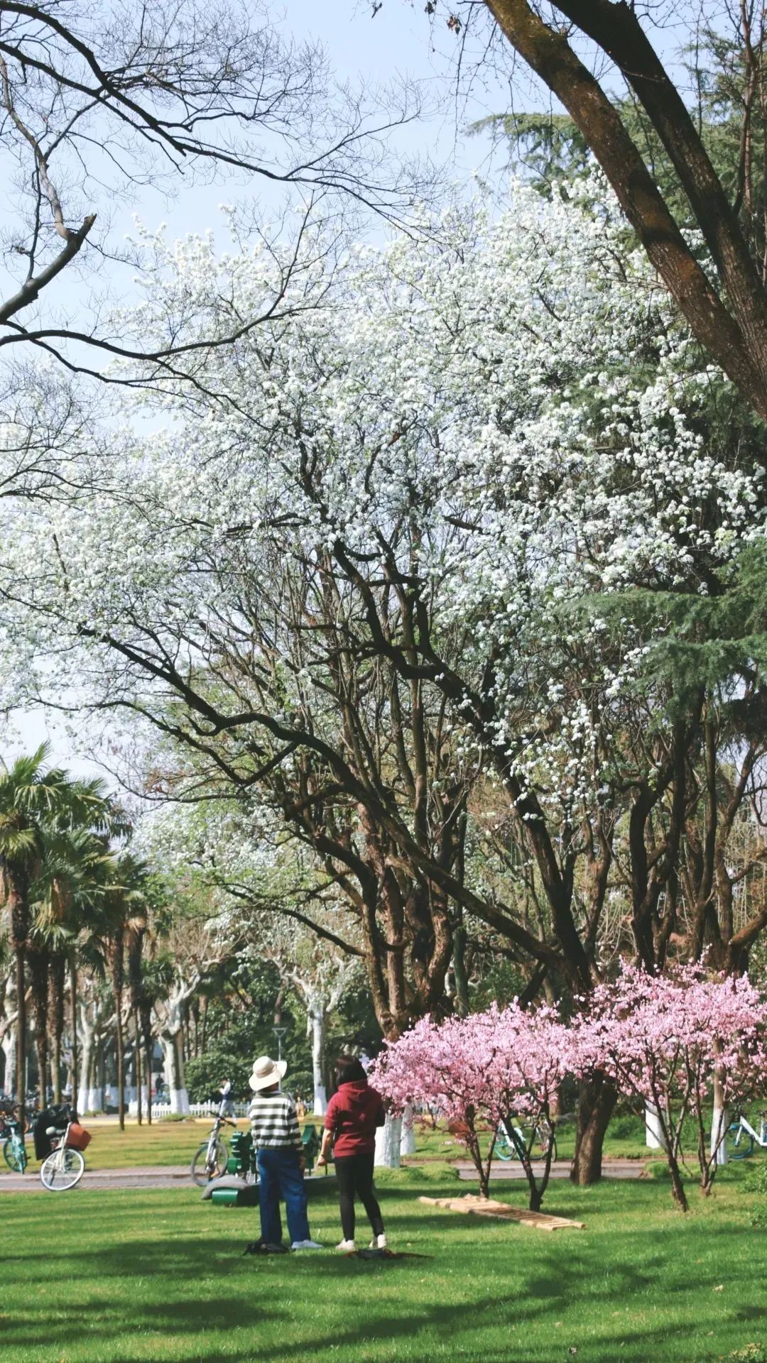 春日赏花先识花，识花先看这一篇~
