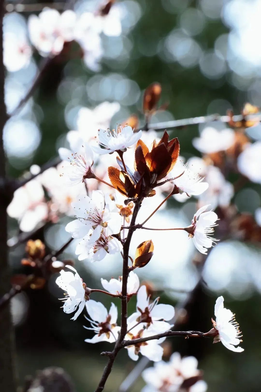 春日赏花先识花，识花先看这一篇~