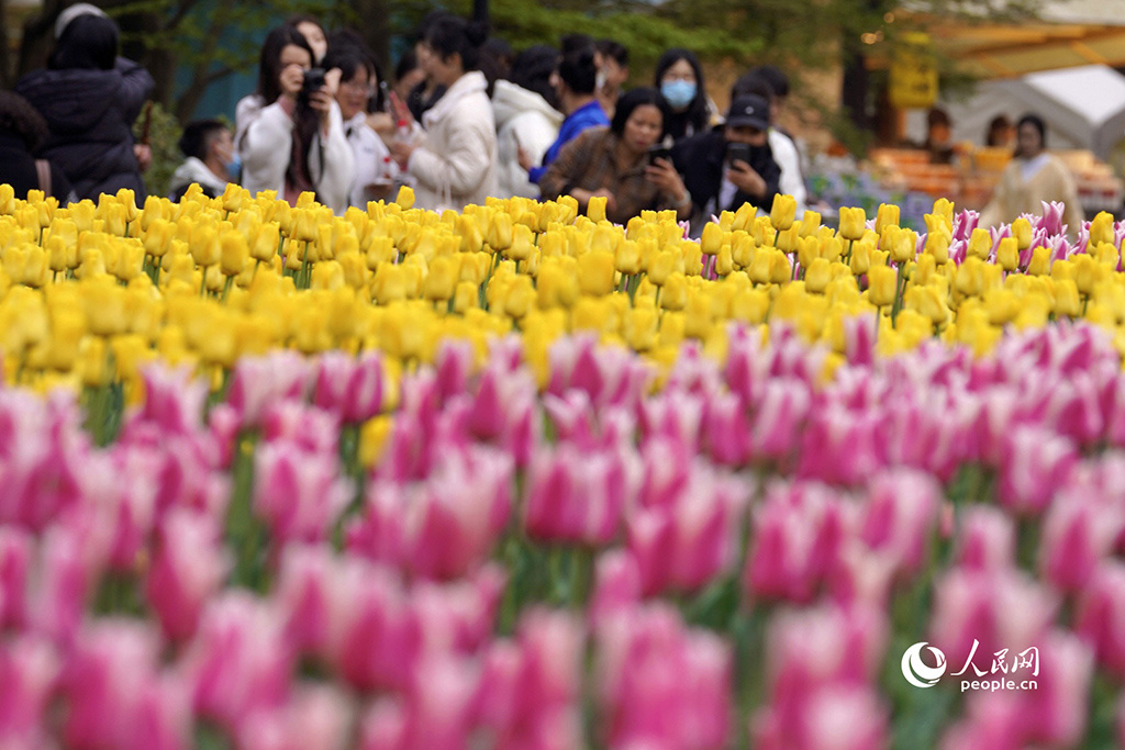 春天花“卉”开朵朵含情迎客来