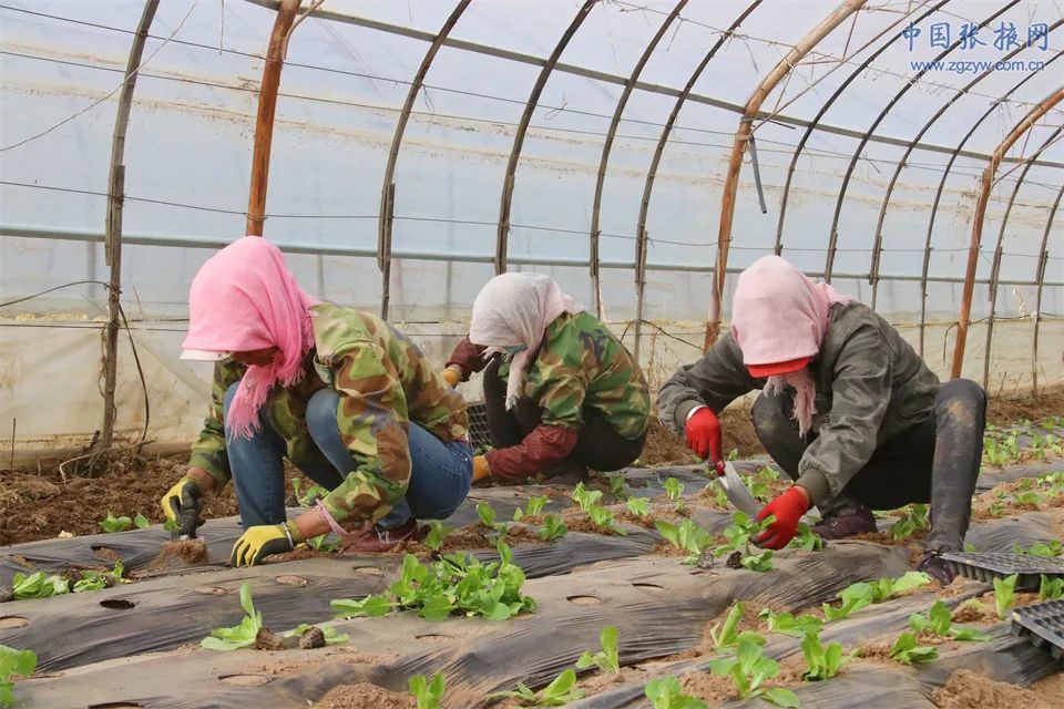 发展生态农业与乡村振兴,民乐新模式推动农业高质高效发展