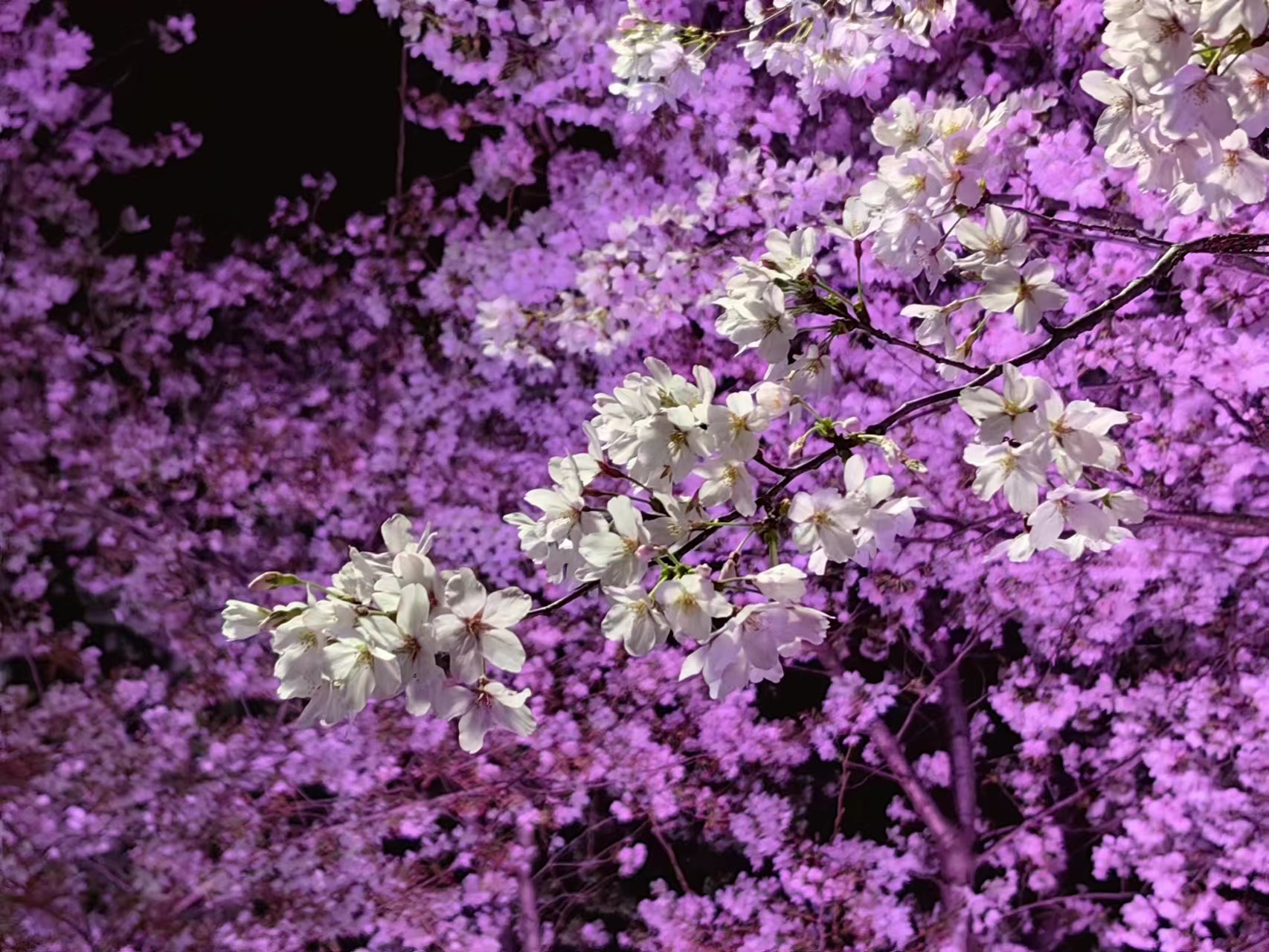 周末相约赏樱花,相约周末赏樱花