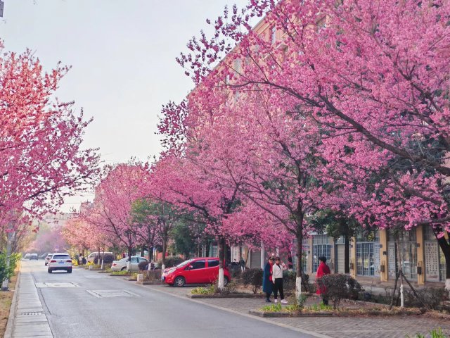 有一种叫云南的生活|云南的“宝藏绿化带”里可不只有迷迭香!