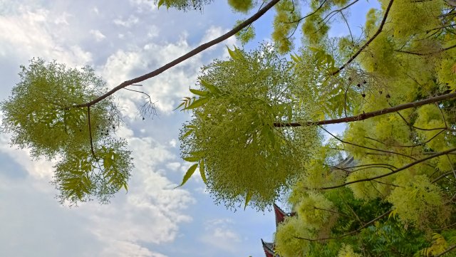 有一种叫云南的生活|云南的“宝藏绿化带”里可不只有迷迭香!