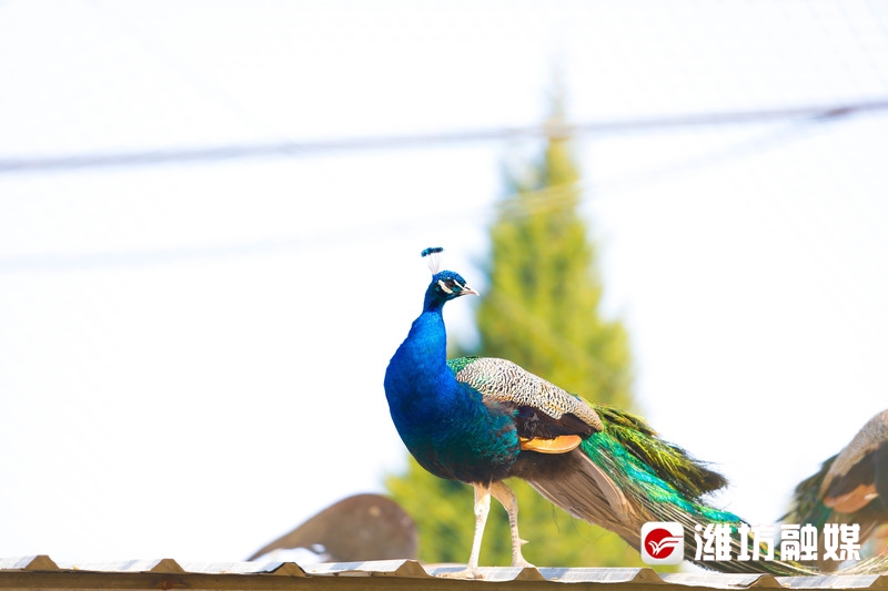 潍坊金宝乐园风景图片,潍坊金宝乐园游览图片大全