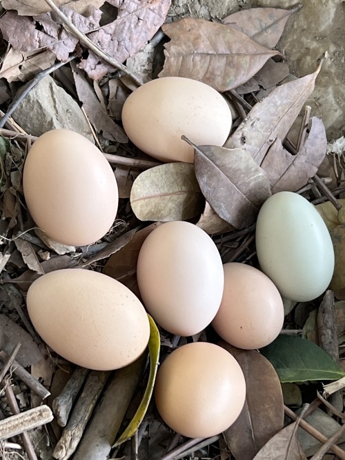 农村小伙回农村创业做农产品电商,小伙子返乡创业帮农民卖出农产品