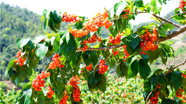 永仁樱桃采摘园,永仁樱桃采摘